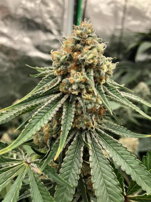 Purple Punch 00 Indoor Scrog Fall. Week 17