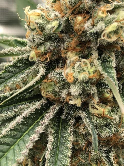 Purple Punch 00 Indoor Scrog Fall. Week 17