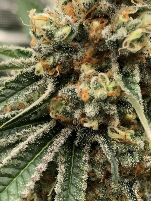 Purple Punch 00 Indoor Scrog Fall. Week 17