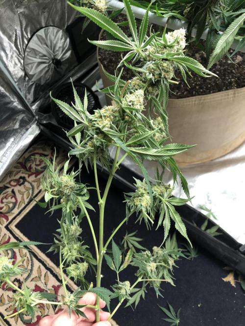 Purple Punch 00 Indoor Scrog Fall. Week 17