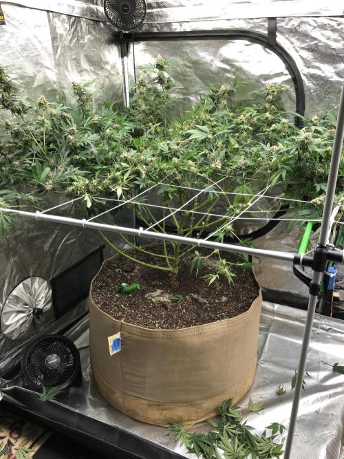 Purple Punch 00 Indoor Scrog Fall. Week 17