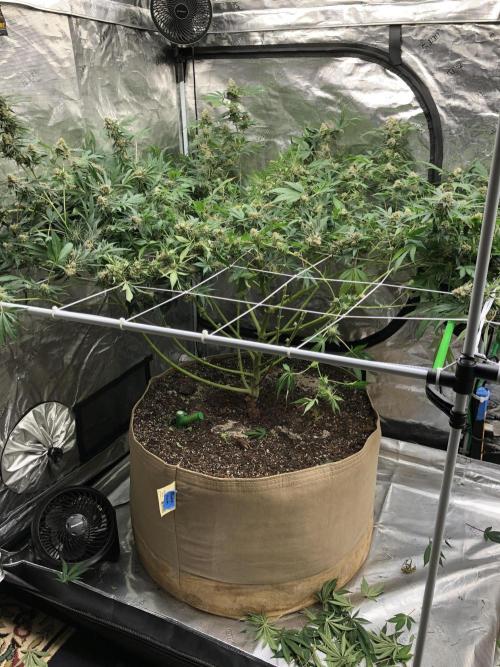 Purple Punch 00 Indoor Scrog Fall. Week 17