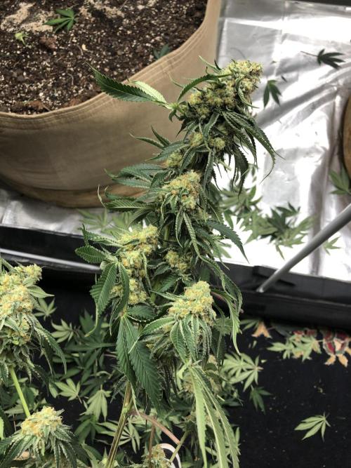 Purple Punch 00 Indoor Scrog Fall. Week 17