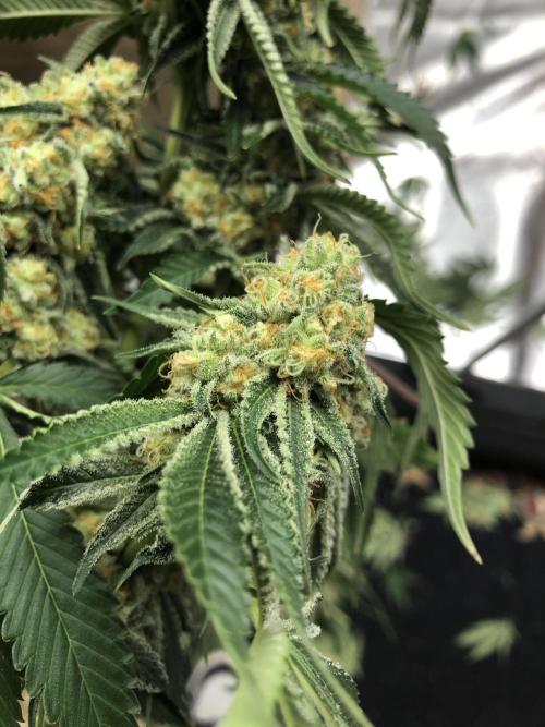 Purple Punch 00 Indoor Scrog Fall. Week 17