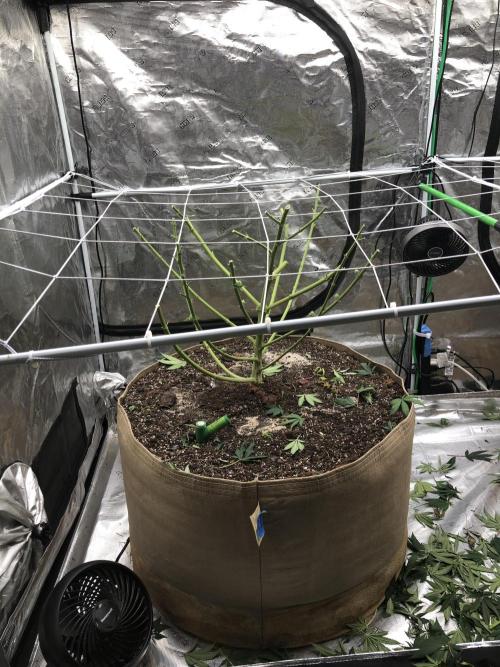 Purple Punch 00 Indoor Scrog Fall. Week 17