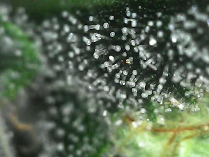 Witches Wedding Seedman Indoor Fall. Week 17