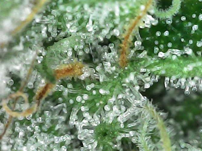 Witches Wedding Seedman Indoor Fall. Week 17