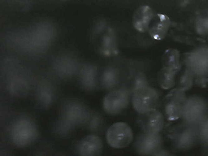 Witches Wedding Seedman Indoor Fall. Week 17