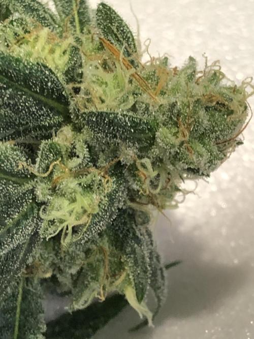 Witches Wedding Seedman Indoor Fall. Week 17