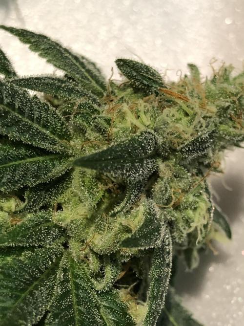 Witches Wedding Seedman Indoor Fall. Week 17