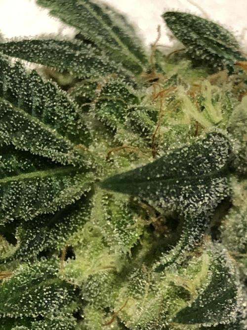 Witches Wedding Seedman Indoor Fall. Week 17