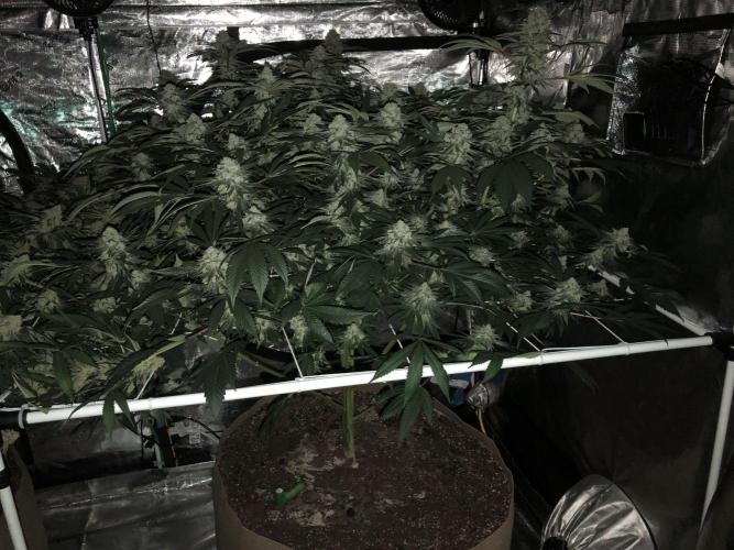 Witches Wedding Seedman Indoor Fall. Week 17