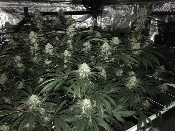 Witches Wedding Seedman Indoor Fall. Week 17