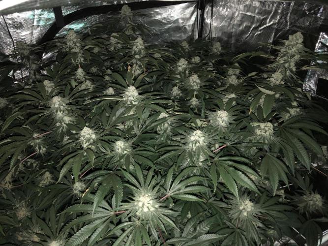 Witches Wedding Seedman Indoor Fall. Week 17