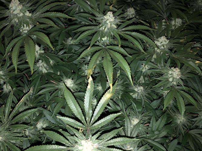 Witches Wedding Seedman Indoor Fall. Week 17