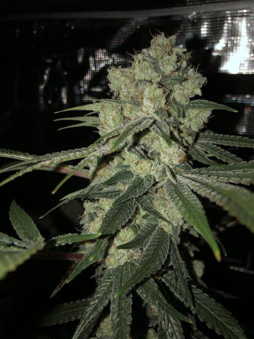 Witches Wedding Seedman Indoor Fall. Week 17