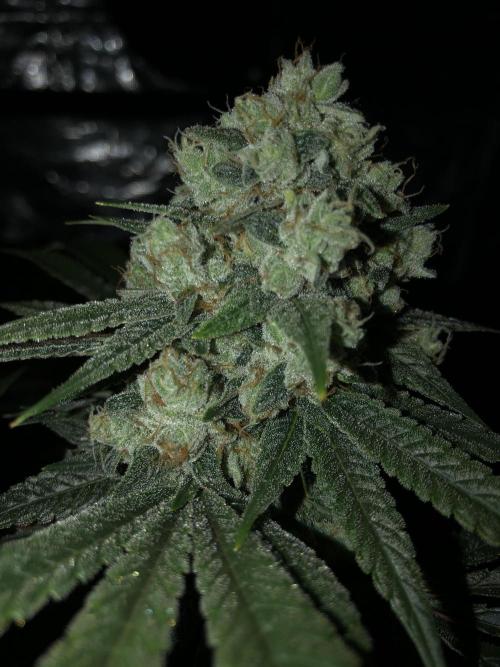 Witches Wedding Seedman Indoor Fall. Week 17