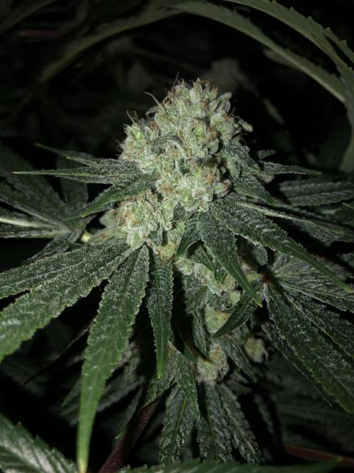 Witches Wedding Seedman Indoor Fall. Week 17