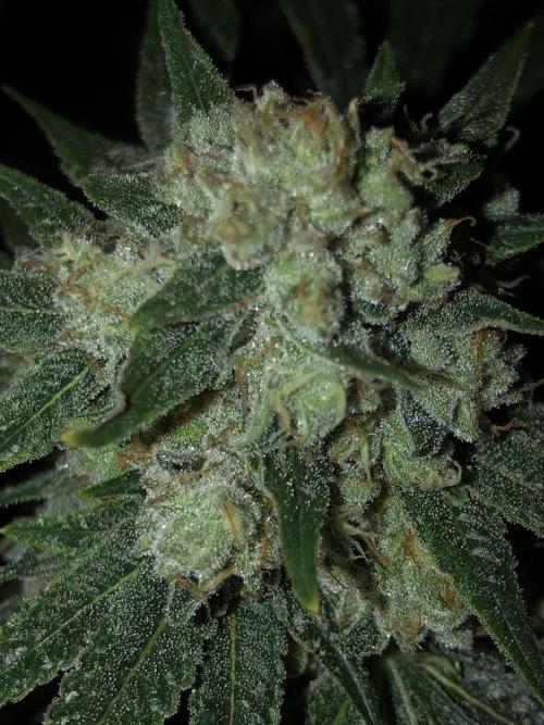 Witches Wedding Seedman Indoor Fall. Week 17