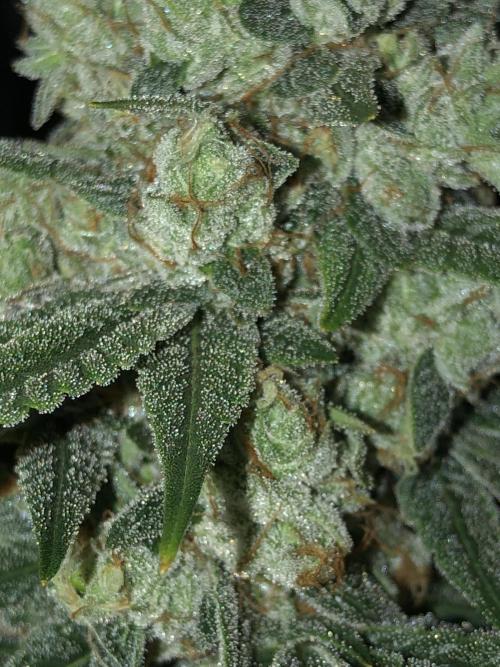 Witches Wedding Seedman Indoor Fall. Week 17