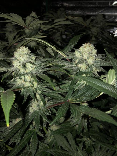 Witches Wedding Seedman Indoor Fall. Week 17