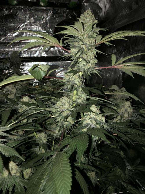 Witches Wedding Seedman Indoor Fall. Week 17