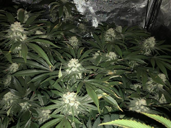 Witches Wedding Seedman Indoor Fall. Week 17