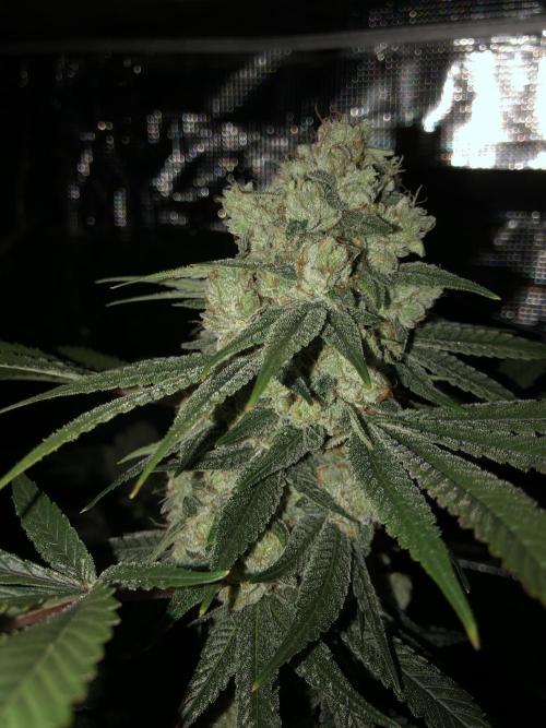 Witches Wedding Seedman Indoor Fall. Week 17