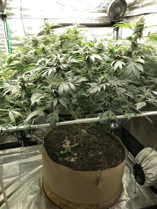 Witches Wedding Seedman Indoor Fall. Week 17