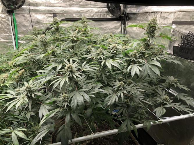 Witches Wedding Seedman Indoor Fall. Week 17