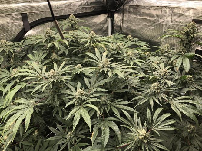 Witches Wedding Seedman Indoor Fall. Week 17