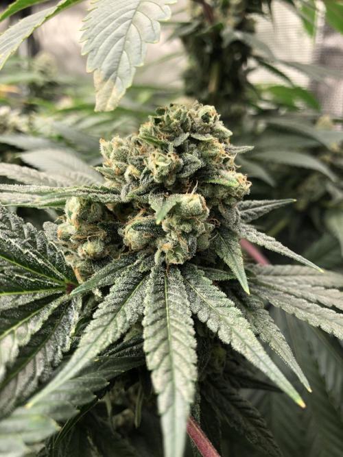 Witches Wedding Seedman Indoor Fall. Week 17