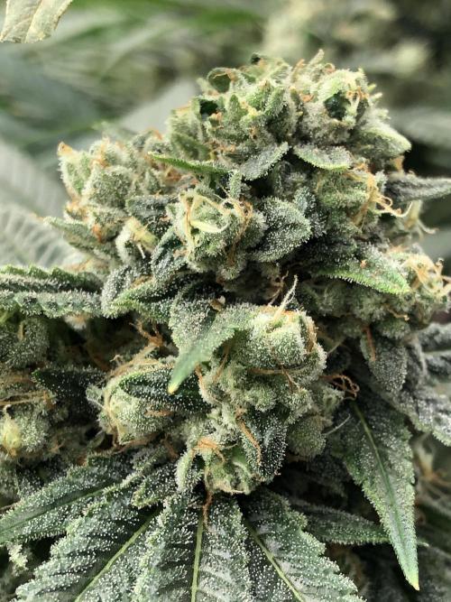 Witches Wedding Seedman Indoor Fall. Week 17