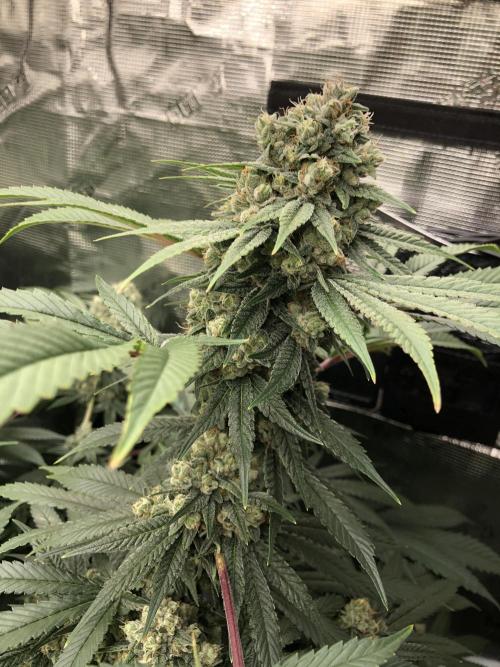 Witches Wedding Seedman Indoor Fall. Week 17