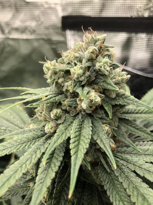 Witches Wedding Seedman Indoor Fall. Week 17