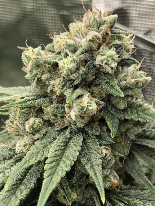 Witches Wedding Seedman Indoor Fall. Week 17