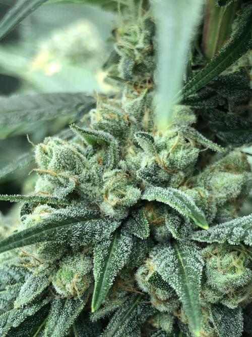 Witches Wedding Seedman Indoor Fall. Week 17