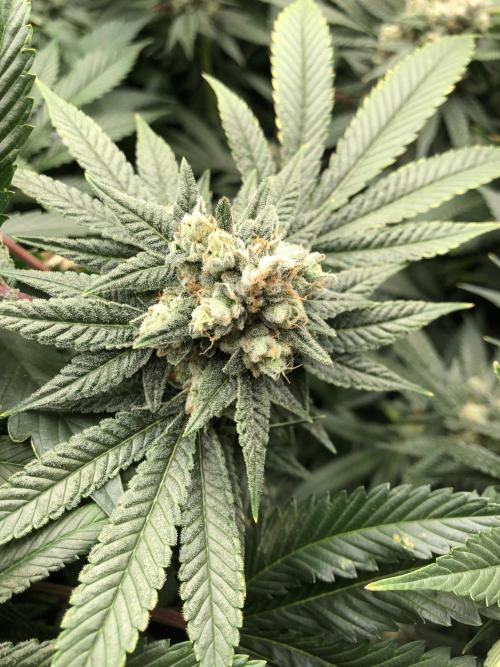 Witches Wedding Seedman Indoor Fall. Week 17