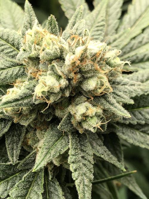 Witches Wedding Seedman Indoor Fall. Week 17