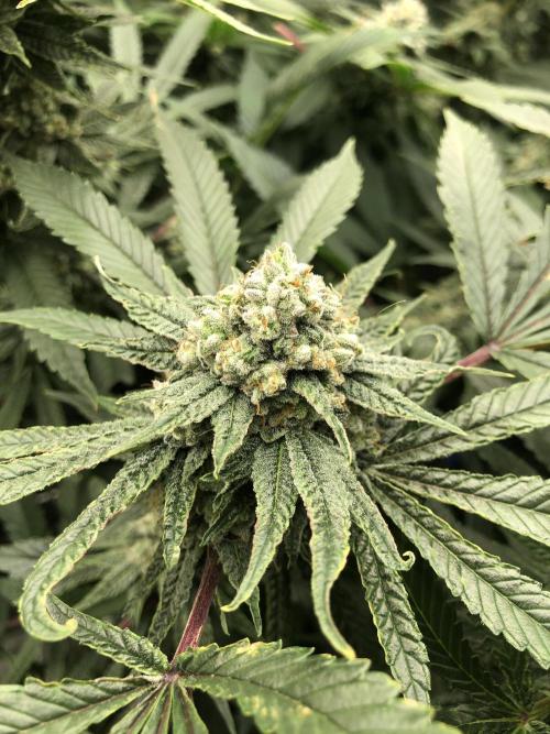 Witches Wedding Seedman Indoor Fall. Week 17