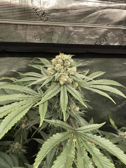 Witches Wedding Seedman Indoor Fall. Week 17