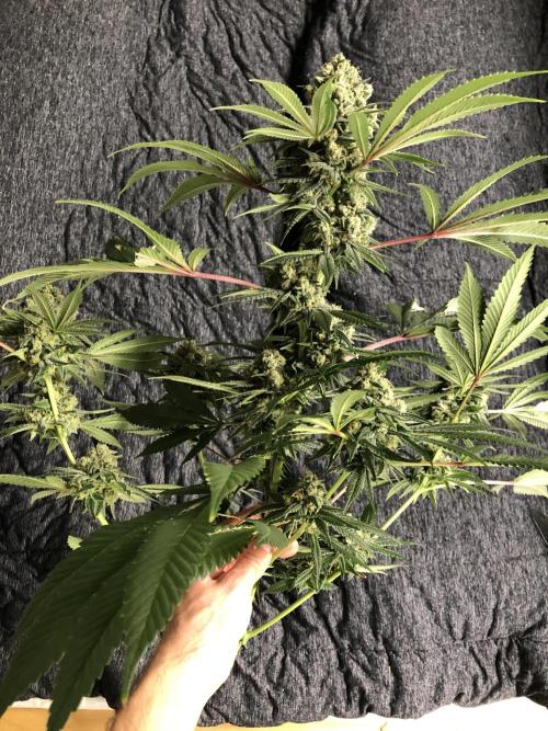 Witches Wedding Seedman Indoor Fall. Week 17