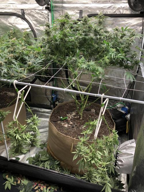 Witches Wedding Seedman Indoor Fall. Week 17