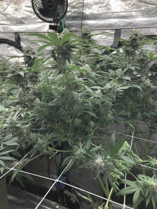 Witches Wedding Seedman Indoor Fall. Week 17