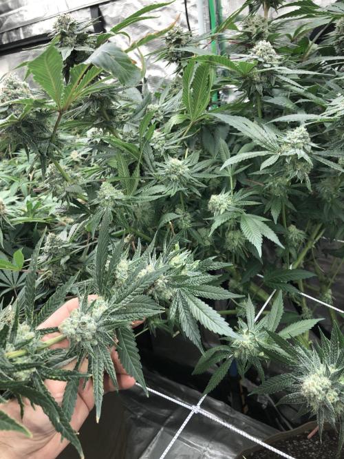 Witches Wedding Seedman Indoor Fall. Week 17