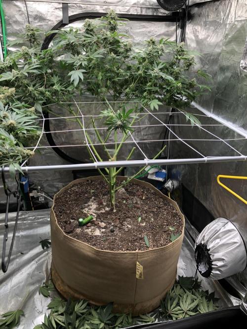 Witches Wedding Seedman Indoor Fall. Week 17