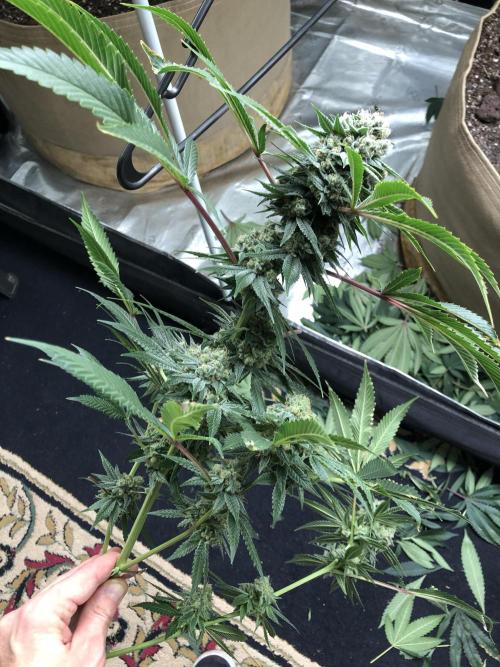 Witches Wedding Seedman Indoor Fall. Week 17