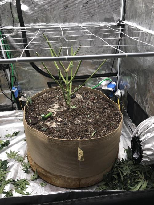 Witches Wedding Seedman Indoor Fall. Week 17