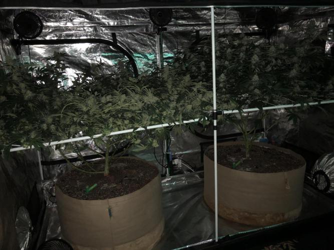 Witches Wedding Seedman Indoor Fall. Week 17