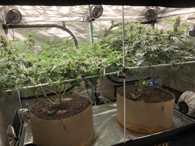 Witches Wedding Seedman Indoor Fall. Week 17